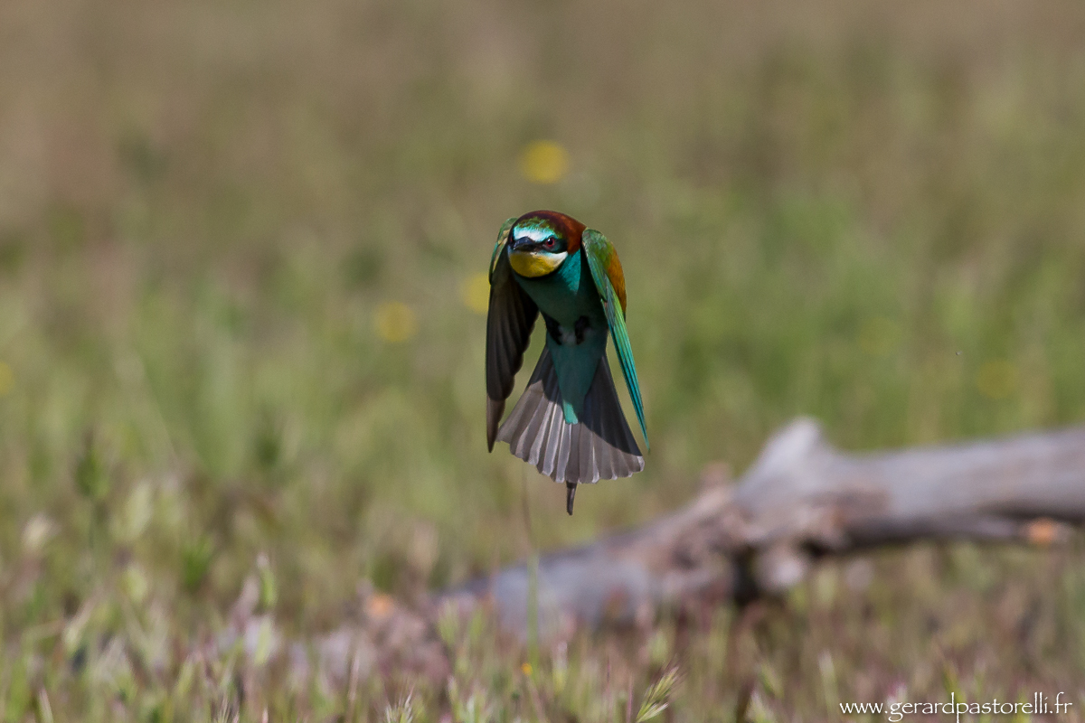 Bee eater 60